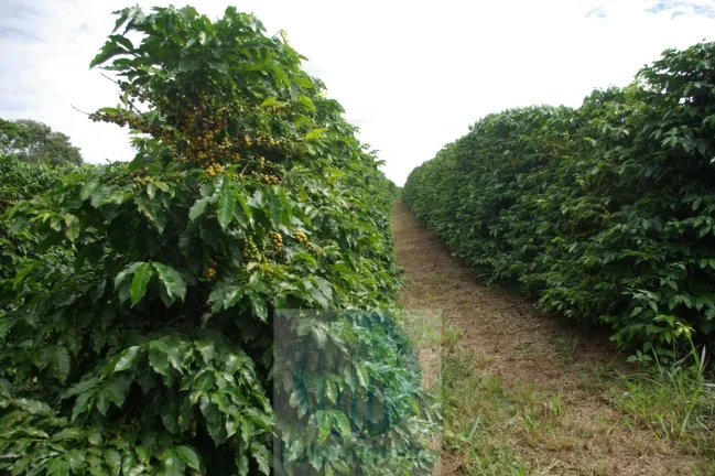Imagem Sítio 5 alqueires para café, sem geada Café plantado, casa, energia e água.