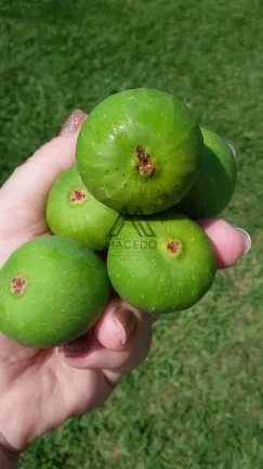 Imagem OPORTUNIDADE!!! Linda chácara em Cesário Lange/SP