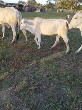 Imagem Vendo Fazenda com 203 tarefas (884.268m) em Irará - Ba
