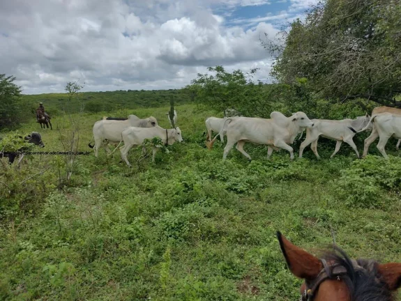 Imagem Fazenda para Venda em Natal, Potengi