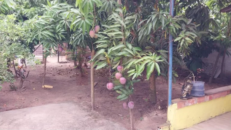 Imagem Sítio à venda