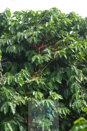 Imagem Fazenda com 140.000 pés de café produzindo, a 20 km de Jacuí Minas Gerais, casa de caseiro, energia e água.