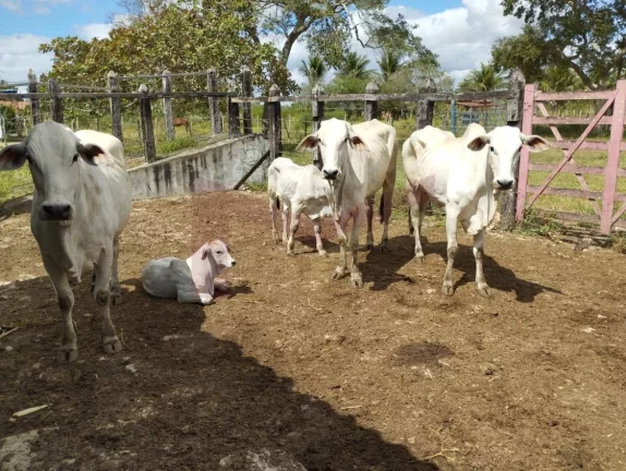 Vendo Fazenda com 203 tarefas (884.268m) em Irará - Ba