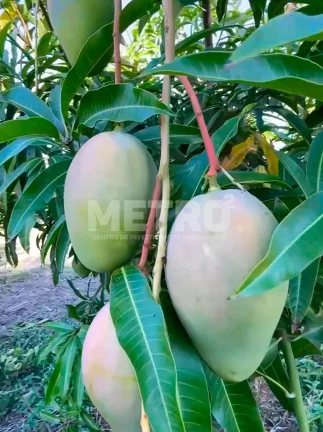 Imagem Fazenda Irrigada à venda produzindo com 6 hectares, PETROLINA - PE