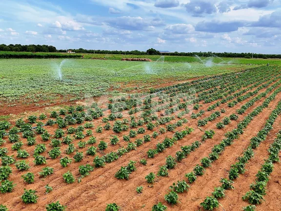 Imagem Fazenda com 116ha, Casa, Galpão, 25ha plantados e mais 32 prontos para plantar