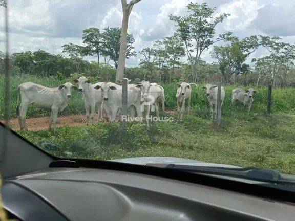 Imagem Fazenda a venda com 890 hectares Dupla aptidão na Região de Nossa senhora do Livramento Livramento MT
