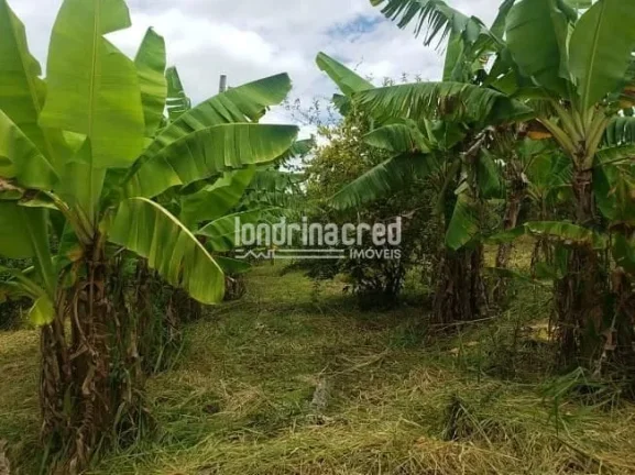 Imagem Excelente Sítio em Ibiporã-PR: 2 Casas de Alvenaria, 24.200m², Área Verde, Próximo ao Rio Tibagi e a 5km da Via Urbana