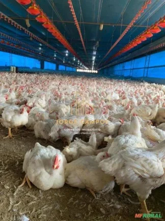Imagem GA-26288 - VENDA DE GRANJA AUTOMATIZADA DE FRANGO EM BRAGANÇA PAULISTA-SP