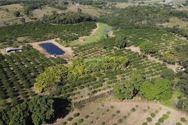Imagem Sítio Fantástico com produção de Limão