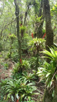 Imagem Terreno à Venda, 30.000 m2, Santa Rosa de Lima/SC