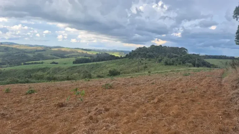 Imagem Sítio Encantador com Pomar, Solo Fértil e Construção Rústica em Antônio Carlo