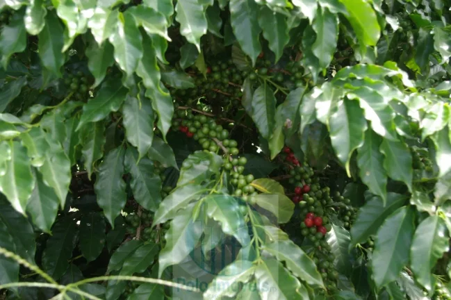 Imagem Fazenda com 140.000 pés de café produzindo, a 20 km de Jacuí Minas Gerais, casa de caseiro, energia e água.