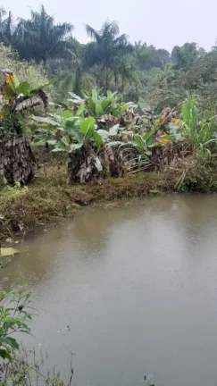 Imagem Sítio para Venda em Sete Barras, Rural