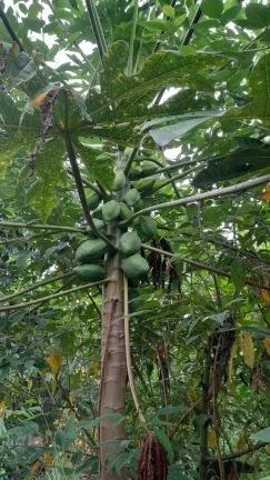 Imagem vende se chácara em Mogi das Cruzes
