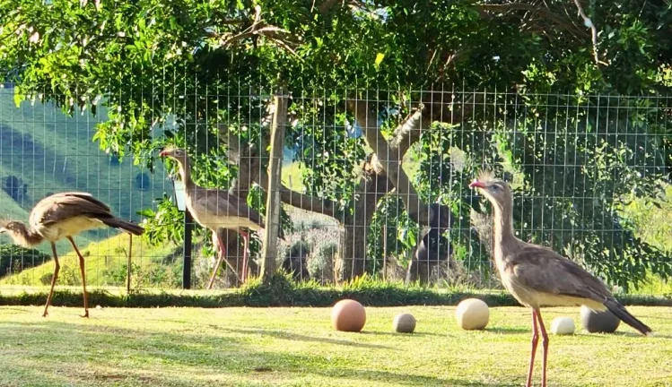 Imagem Um refúgio vivo na Mantiqueira. Natureza, consciência e liberdade.