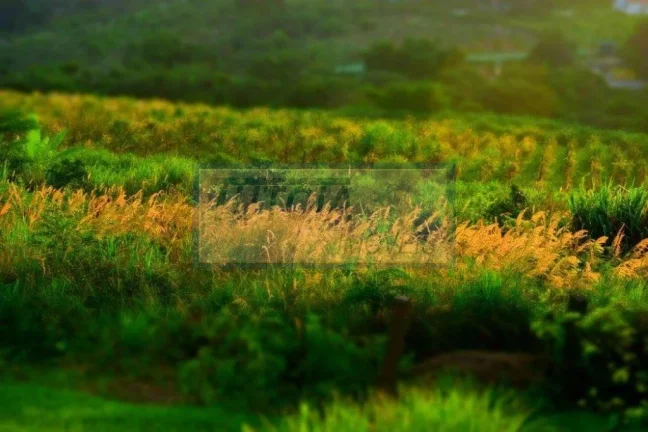 Imagem SÍTIO EM ITUPEVA - BAIRRO SANTA ELIZA