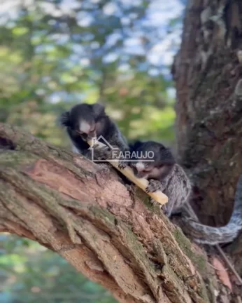 Imagem Casa em condomínio fechado para venda em Sorocaba-SP!