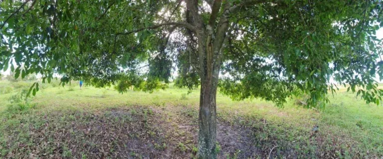 Imagem Fazenda à Venda, 251 m²