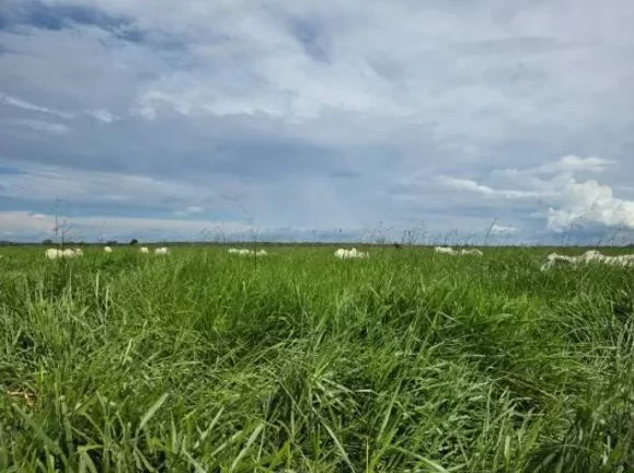 Imagem Oportunidade Única: Fazenda Espetacular à Venda! Mundo Novo GO.