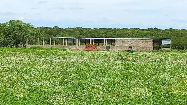 Imagem Fazenda à venda em Jandaíra - 300 hectares com alto potencial produtivo