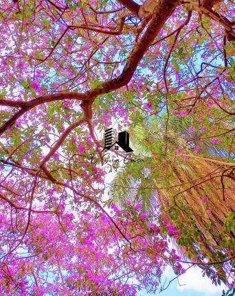 Imagem Casa 2 Quartos á venda Bairro Recanto dos Pássaros Ribeirão das Neves MG
