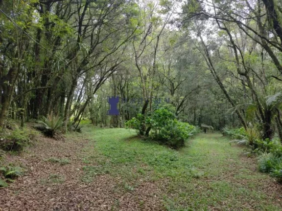 Imagem CHÁCARA EM BALSA NOVA COM 29.342,50M²