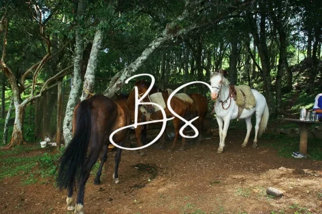 Imagem AREA RURAL em SÃO FRANCISCO DE PAULA - RS, Barragem do Salto