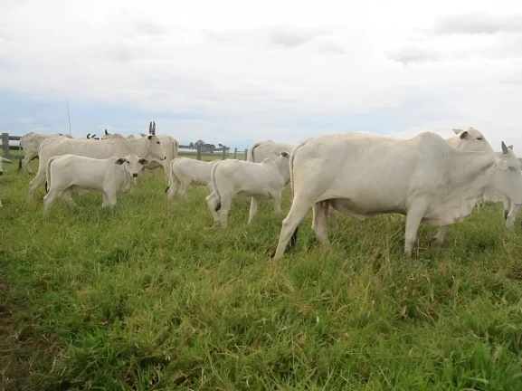 Imagem Fazenda a venda em Pontes e Lacerda - MT