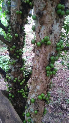 Imagem SITIO EM MIRACATU COM PISCINA E TANQUES DE PESCA