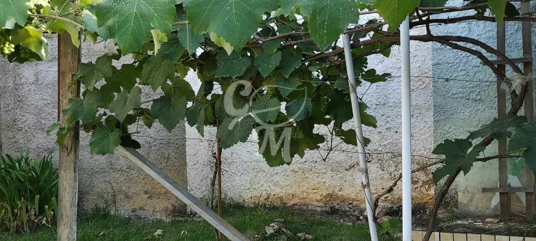 Imagem Chácara com muito verde na Roseira
