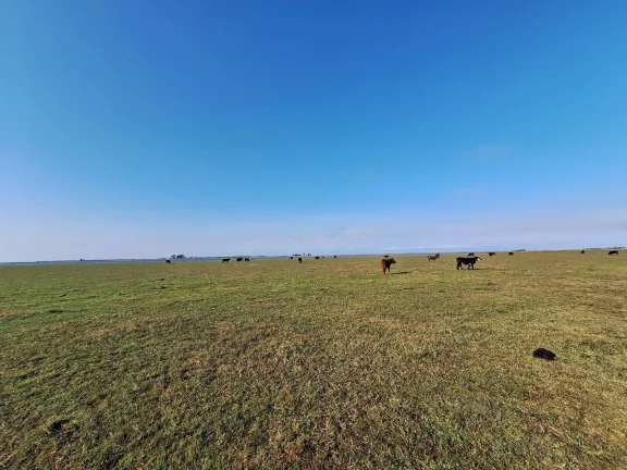 Imagem Excelente Área de 130 Hectares para Cultivo de Arroz – Viamão/RS