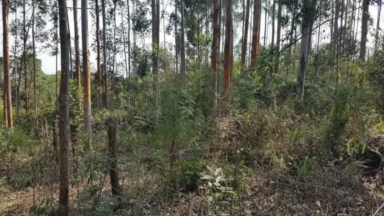 Imagem Área Rural 10,20 Alqueires - 3 Barras de Cima - Bateias!