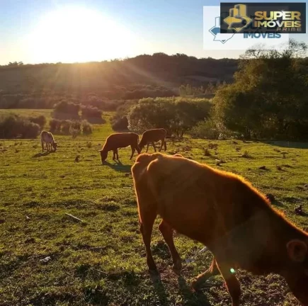 Imagem Sítio para Venda em Centro Morro Redondo-RS - 1645