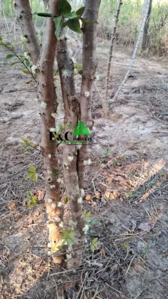 Imagem Chácara Condomínio para Venda em Limeira, Bairro dos Pires, 2 dormitórios, 2 banheiros, 1 vaga