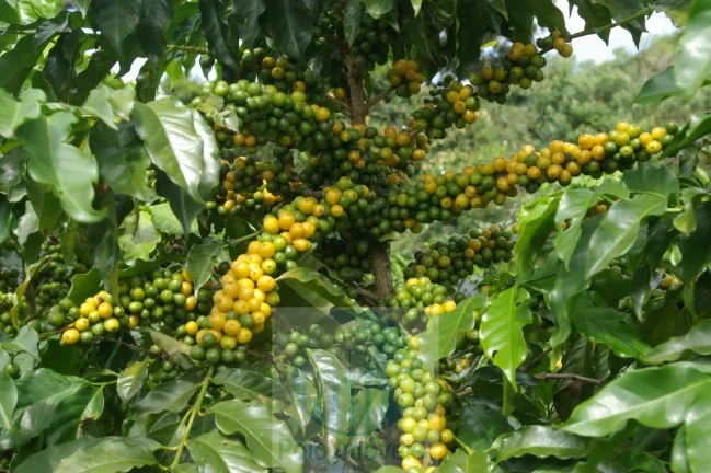 Imagem Sítio 5 alqueires para café, sem geada Café plantado, casa, energia e água.