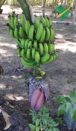 Imagem FAZENDA EM TRANCOSO