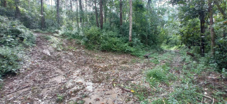 Imagem Área rural à venda em Santa Rosa de Lima/SC