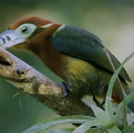 Imagem RESERVAS DO ESCONDIDO - MATA ATLÂNTICA