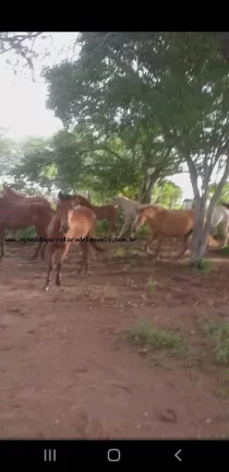 Imagem Fazenda para Venda em Natal, Potengi
