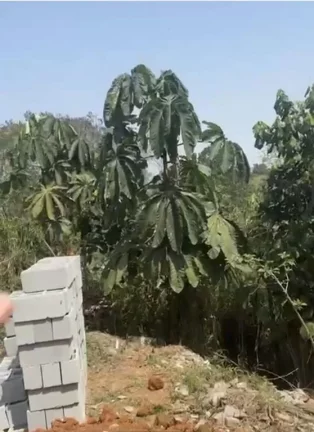 Imagem Terreno à venda, 250 m² por R$ 150.000,00 - Vila São Paulo - Mogi das Cruzes/SP