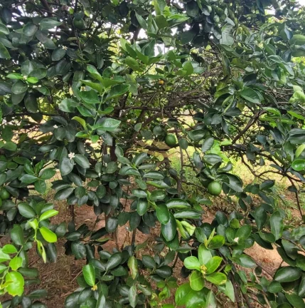 Imagem SITIO RURAL em MONTE MOR - SP, centro