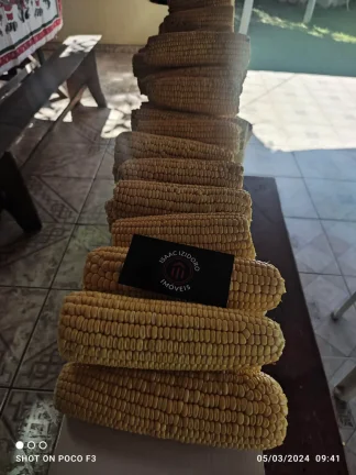 Imagem Sitio barato e com escriturta a venda na cidade de Cunha