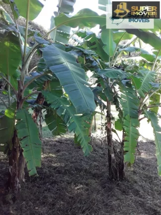 Imagem Chácara 3 hectares para Venda na BR em Cascata Pelotas-RS