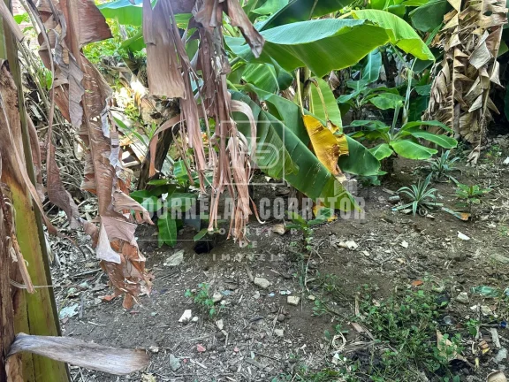 Imagem Casa solta em Rio doce Olinda-PE, 4qts, 1st, quintal, terraço, área verde, rua asfaltada.