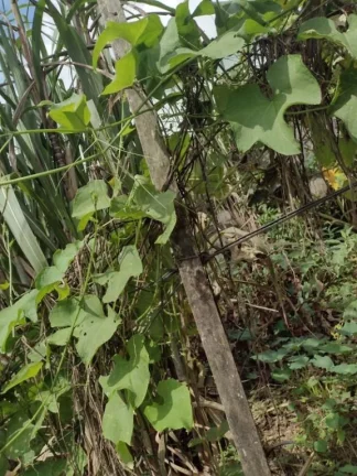 Imagem Terreno à venda, 1000 m² por R$ 800.000,00 - Jardim Zaira - Mauá/SP