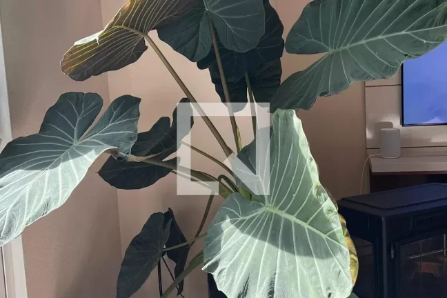 Imagem Apartamento à Venda - Ipiranga, 2 Quartos, 68 m2