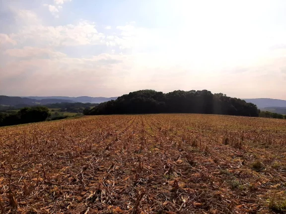 Imagem OPORTUNIDADE ÚNICA!!! 12 Hectares, Linha Doutor Flores, Sertão Santana