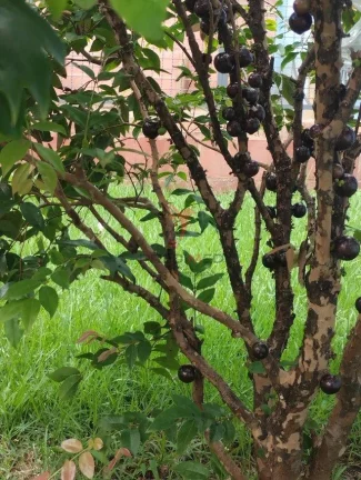 Imagem Chácara Rústica dos Sonhos – Natureza, Conforto e Praticidade Urbana em um Só Lugar!