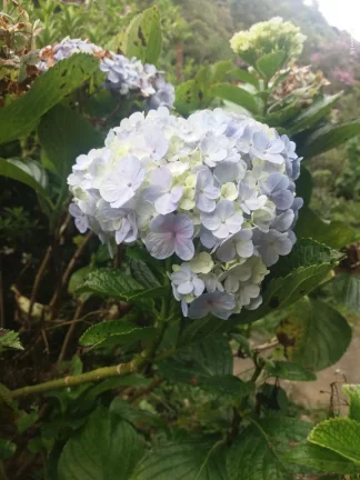 Imagem Sítio para Venda em Ribeirão Pires, Somma, 3 dormitórios, 1 suíte, 2 banheiros, 10 vagas