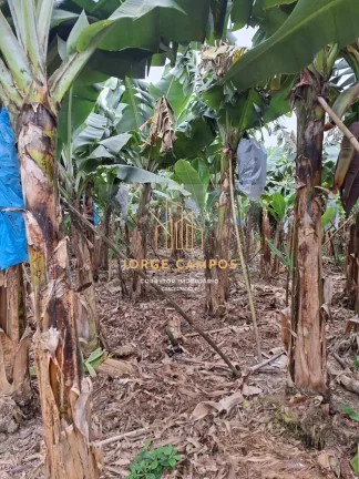 Imagem SI-25254 - SÍTIO À VENDA EM SETE BARRAS-SP